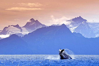Whale near Mountains, cool HD wallpaper