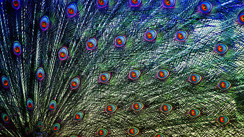 Plumage, Peacocks HD wallpaper