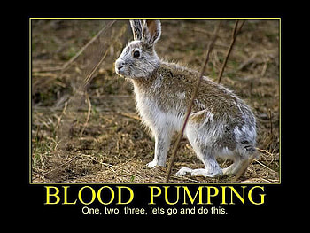 Blood Pumping, blood, pumping, ground, rabbit HD wallpaper