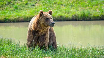 Animals, Muzzle, Predator, Brown Bear HD wallpaper