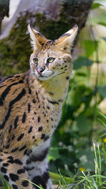 Animals, Cat, Predator, Stains, Spots, Wild Cat, Wildcat, Serval HD phone wallpaper