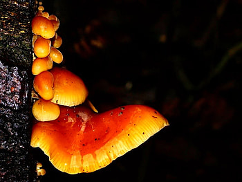 Clustered woodlover, black, yellow, colors, forests, nature, orange, places, fungus HD wallpaper