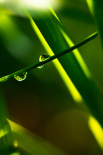 Plants, Grass, Drops, Macro HD phone wallpaper