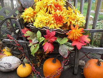 Fall flowers and pumpkins, pumpkins, wheel barrow, fall, berries, flowers HD wallpaper