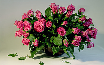 Plants, Flowers, Roses, Bouquets HD wallpaper