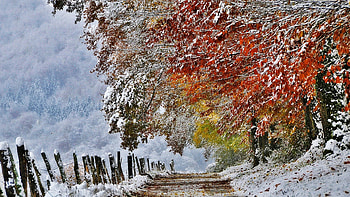 Painting, winter, trees, beautiful HD wallpaper