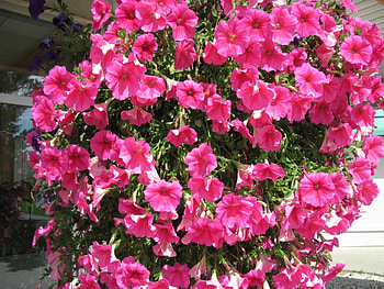 Colorful Flowers a garden makeup 21, basket, pink, graphy, green, Flowers, petunias HD wallpaper
