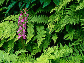 Flowers, Leaves, Flower, Greens, Orchid HD wallpaper