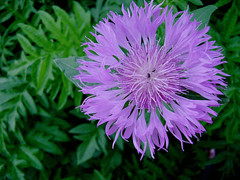 Plants, Flowers, Violet HD wallpaper