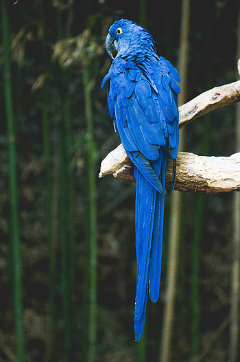 Animals, Parrots, Bird, Branch HD phone wallpaper