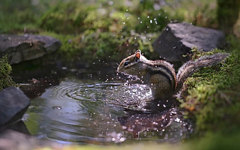 Chipmunk by Water, animal, chipmunk, small, water HD wallpaper
