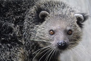 Binturong, , Animal, Mammal HD wallpaper
