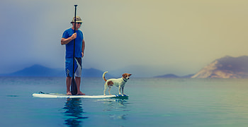 No worries., dog, board, ocean, man HD wallpaper