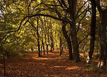 Path of Leaves, trees, sky, leaves, light HD wallpaper