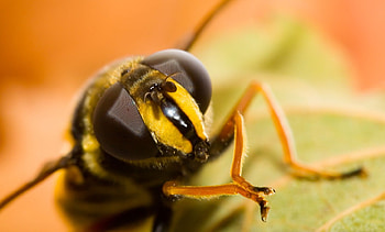 bee, hornet HD wallpaper