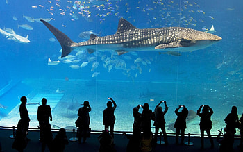 Marine Aquarium Screensaver For Windows : Aquarium for mac: live for mac HD wallpaper
