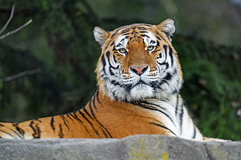 Animals, Predator, Sight, Opinion, Tiger, Animal, Wild HD wallpaper