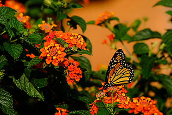 Flowers, Macro, Brown, Insect, Butterfly HD wallpaper