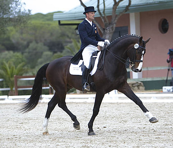 Dressage, spanish, andalusian, horses, performance HD wallpaper