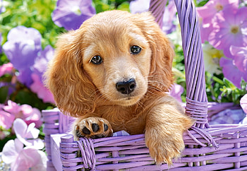 Puppy, wild, purple, dog, fantasy, cute, cat HD wallpaper