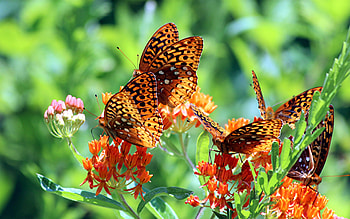 Butterflies, Insects HD wallpaper