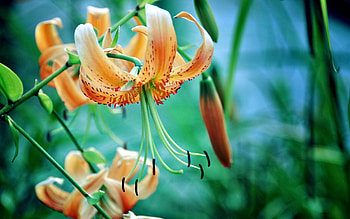 Grass, Flower, Macro, Petals, Lily, Stamens HD wallpaper