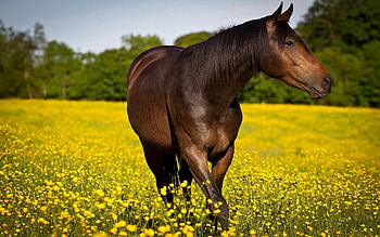 Brown Horse, caballo, horse, animals, cavalo HD wallpaper