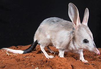 Macrotis (Bilby), Greater bilby, Natural habitat, Unique marsupial HD wallpaper