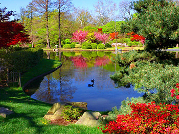 Summer pond, river, flowering, bushes, grass, lake, summer, reflection, blossoms, blooming, trees, greenery, colroful, nature, flowers, forest, pond HD wallpaper