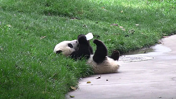 Panda pandas baer bears baby cute (12) | | 364440 . HD wallpaper