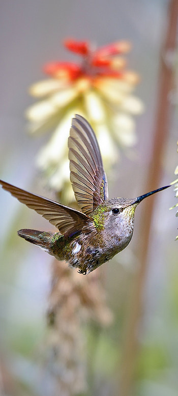 Animal hummingbird, Striking creature, Nature's gem, Graceful presence HD phone wallpaper