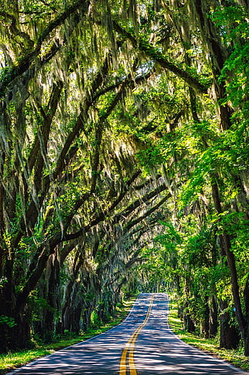 Winding road beneath a canopy of lush green trees draped with Spanish moss on a sunny day. HD phone wallpaper