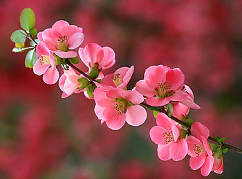 BEAUTIFUL BLOSSOMS, FLOWERS, BEAUTIFUL, BLOSSOM HD wallpaper