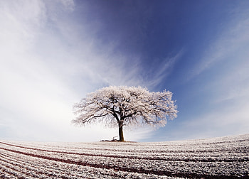 Nature, Wood, Tree, Field, Frost, Hoarfrost, Lonely HD wallpaper