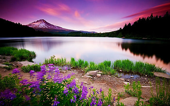 Purple Sky on Lake, purple, sky, lake, flower HD wallpaper