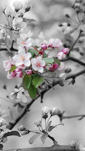 Spring, Winter Season HD phone wallpaper
