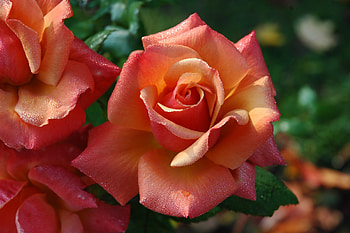 Flowers, Roses, Petals, Bud HD wallpaper