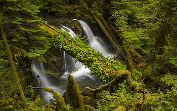 waterfall, mountains, green trees, moss, fern, mountain waterfall, mountain stream HD wallpaper
