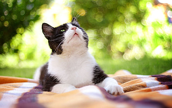 Animals, Cat, Spotted, Spotty, Sight, Opinion, Plaid HD wallpaper