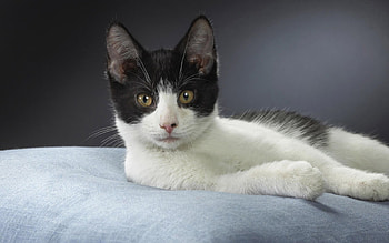 Animals, Cat, Lies HD wallpaper