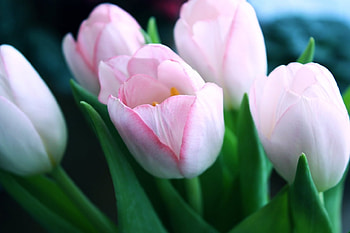 Plants, Flowers, Tulips HD wallpaper