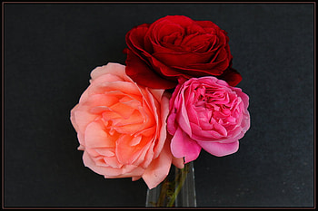 roses, delecate, plants, soft, nice, rose, pretty, petals, blossoms, bud, nature, flowers, elegance, blooms HD wallpaper