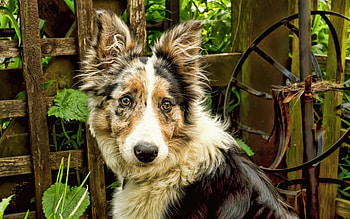 ✿⊱•╮Dog ╭•⊰✿, dog, animal, dogs, animals HD wallpaper