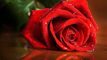 red rose, drops, rose HD wallpaper