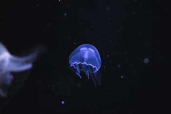 Blue jellyfish, underwater, dark, fish HD wallpaper