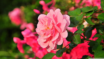 Beautiful Pink Rose, colorful, horns, romatic, landscape, garden, forces of nature, rose, pink, leaves, flower, love, nature, leaf, pink in color HD wallpaper