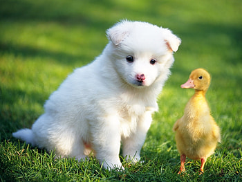 Birds, Animals, Dogs, Ducks HD wallpaper