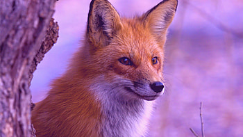 fox , High quality , Stunning visuals, Varied themes HD wallpaper