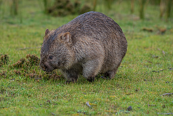 Wombat, animal, australian, marsupial HD wallpaper