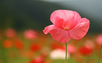 Flower, Macro, Field, Stem, Stalk HD wallpaper